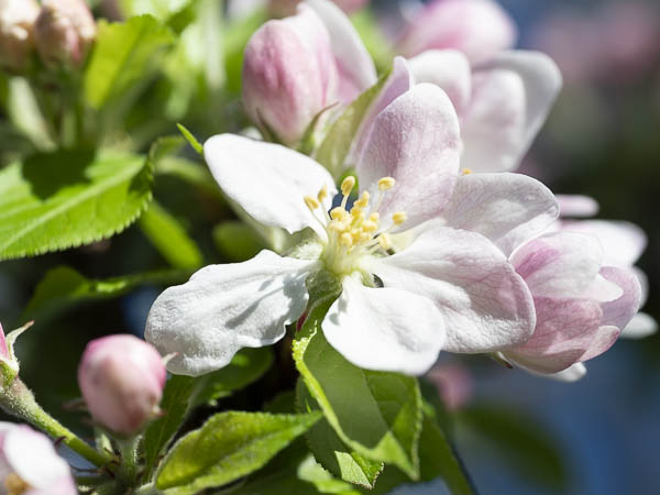 Appelbloesem 1