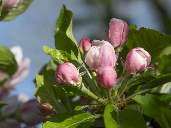 Appelbloesem 3