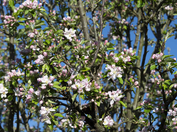 Appelbloesem 4