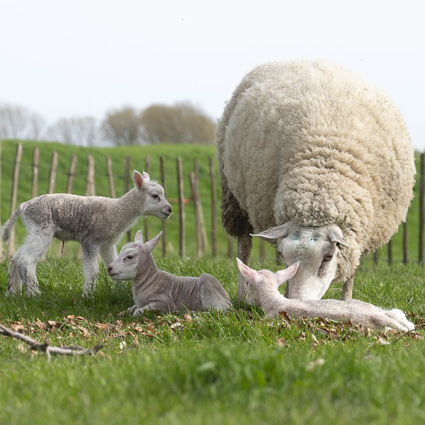 Lammetjes 1
