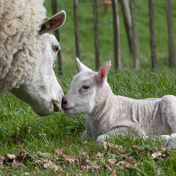 Lammetjes 2